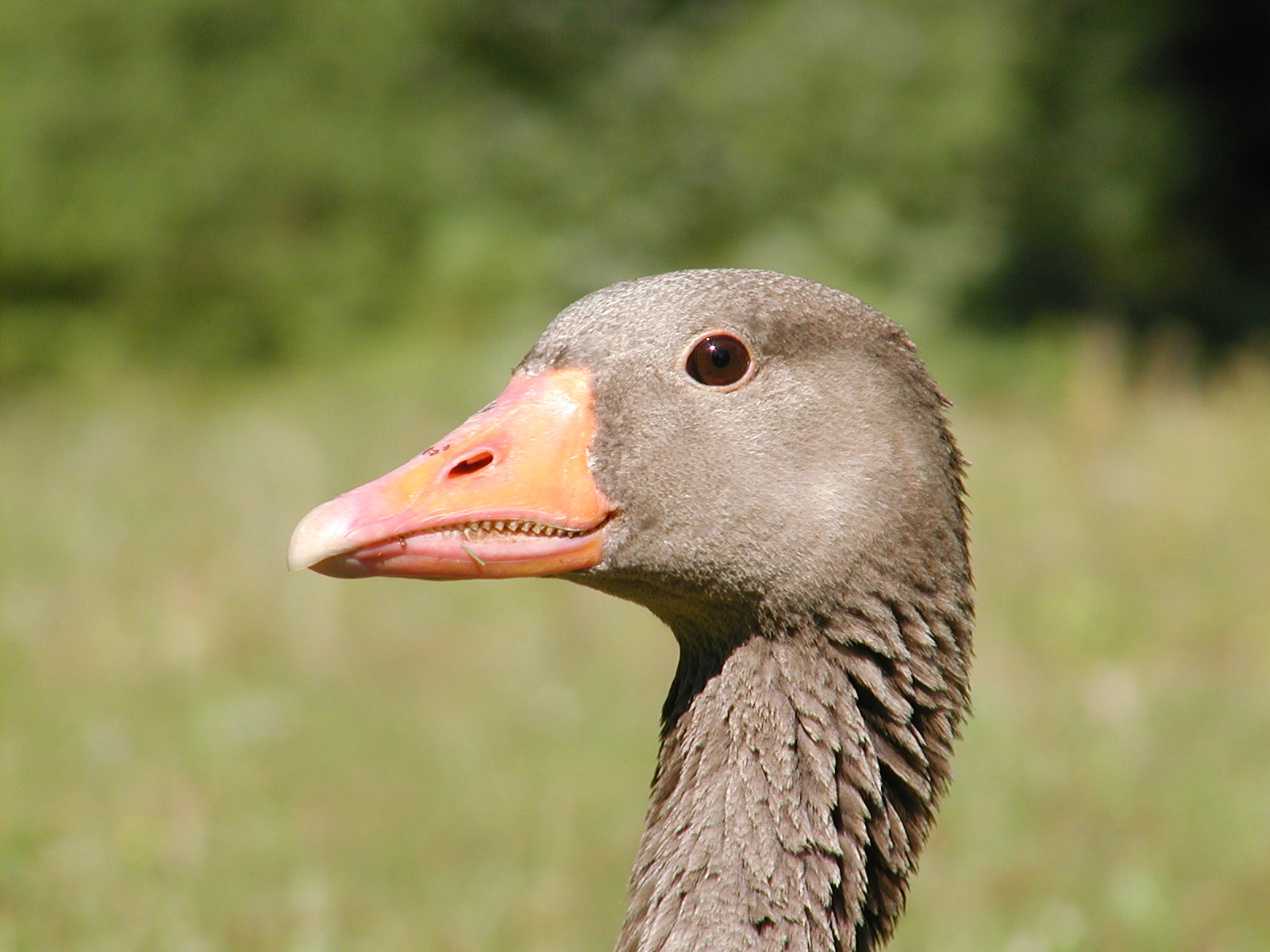 Graugans Nahaufnahme4Michael Schmolz