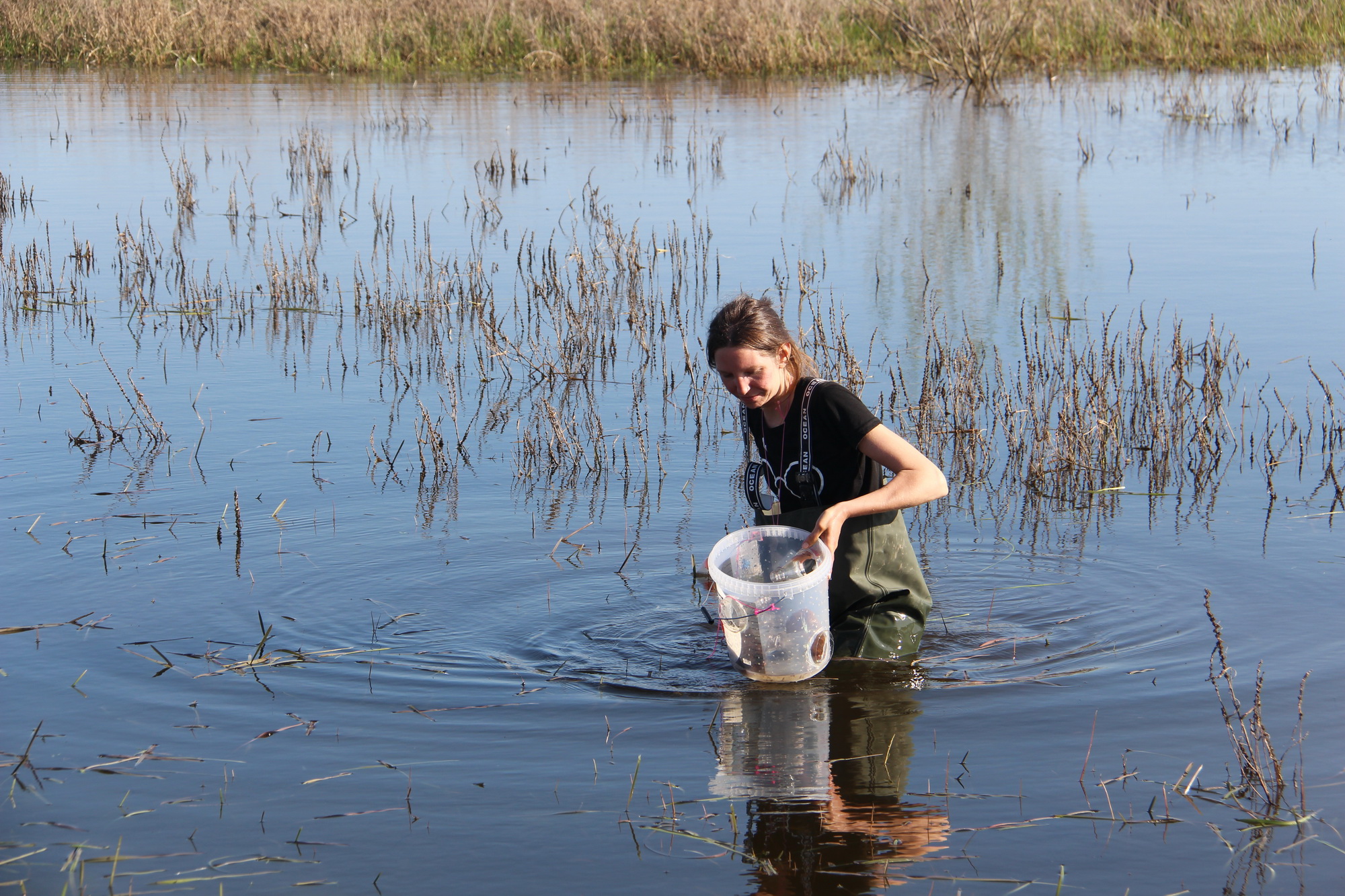 Corinna Bartel Amphibienkartierung NABU Heine