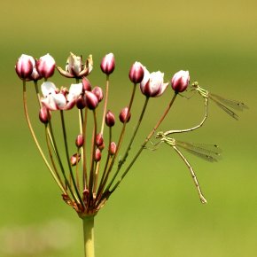 “Hochzeit“ der Südlichen Binsenjungfern auf einer Schwanenblume