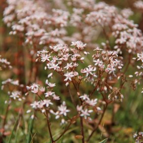 Blühaspekt Mauerpfeffer