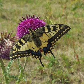 Schwalbenschwanz auf Distel