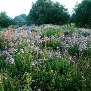 Artenreiche Trockenwiese