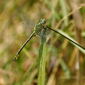River clubtail inhabits banks of large rivers