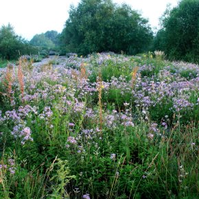 Flowerage in the Emmericher Ward