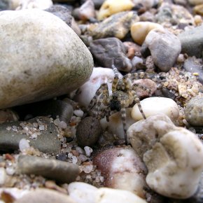 The Northern bear-spider settles on banks of large rivers
