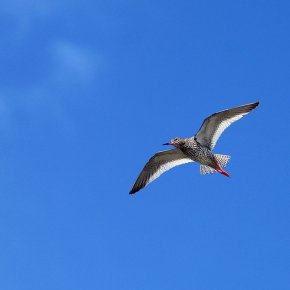 Redshank