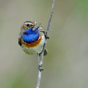 Bluethroat