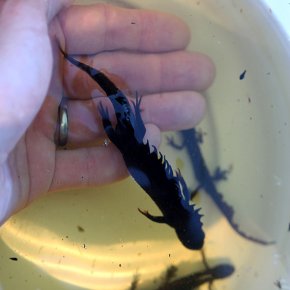Crested newt